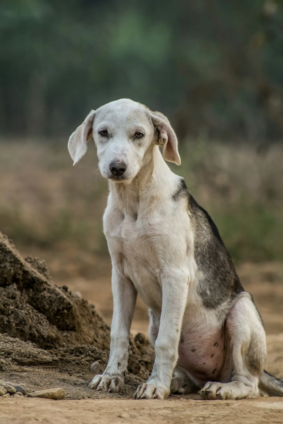 A rescued puppy